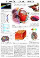 Člověk - Zrak, hmat (nástěnná mapa)