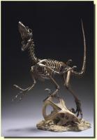 Velociraptor Master Fossil detailní kostra zkameněliny